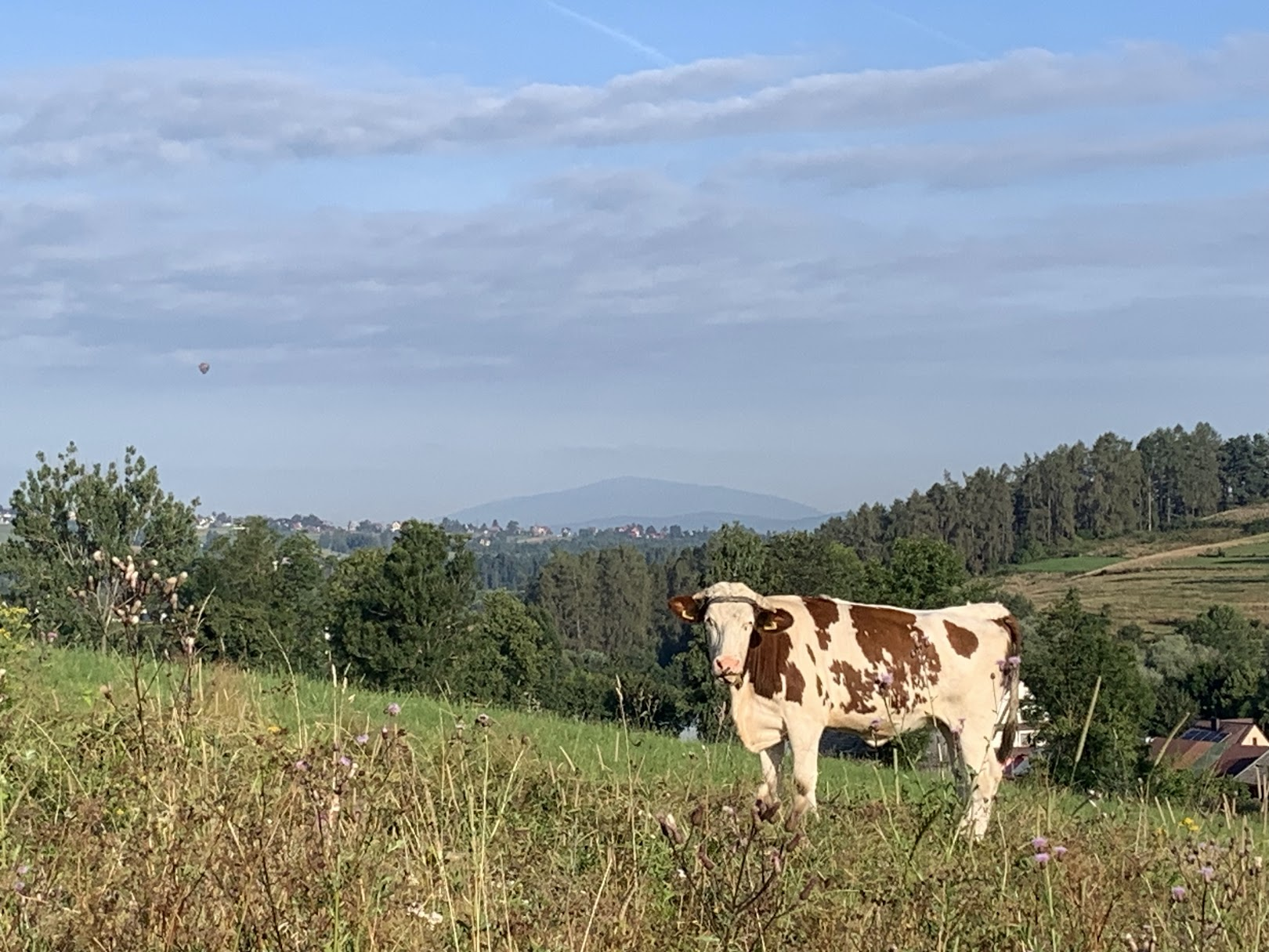 Niebieski szlak Brzeźnica - Kacwin nad Trybszem. W tle Babia Góra.