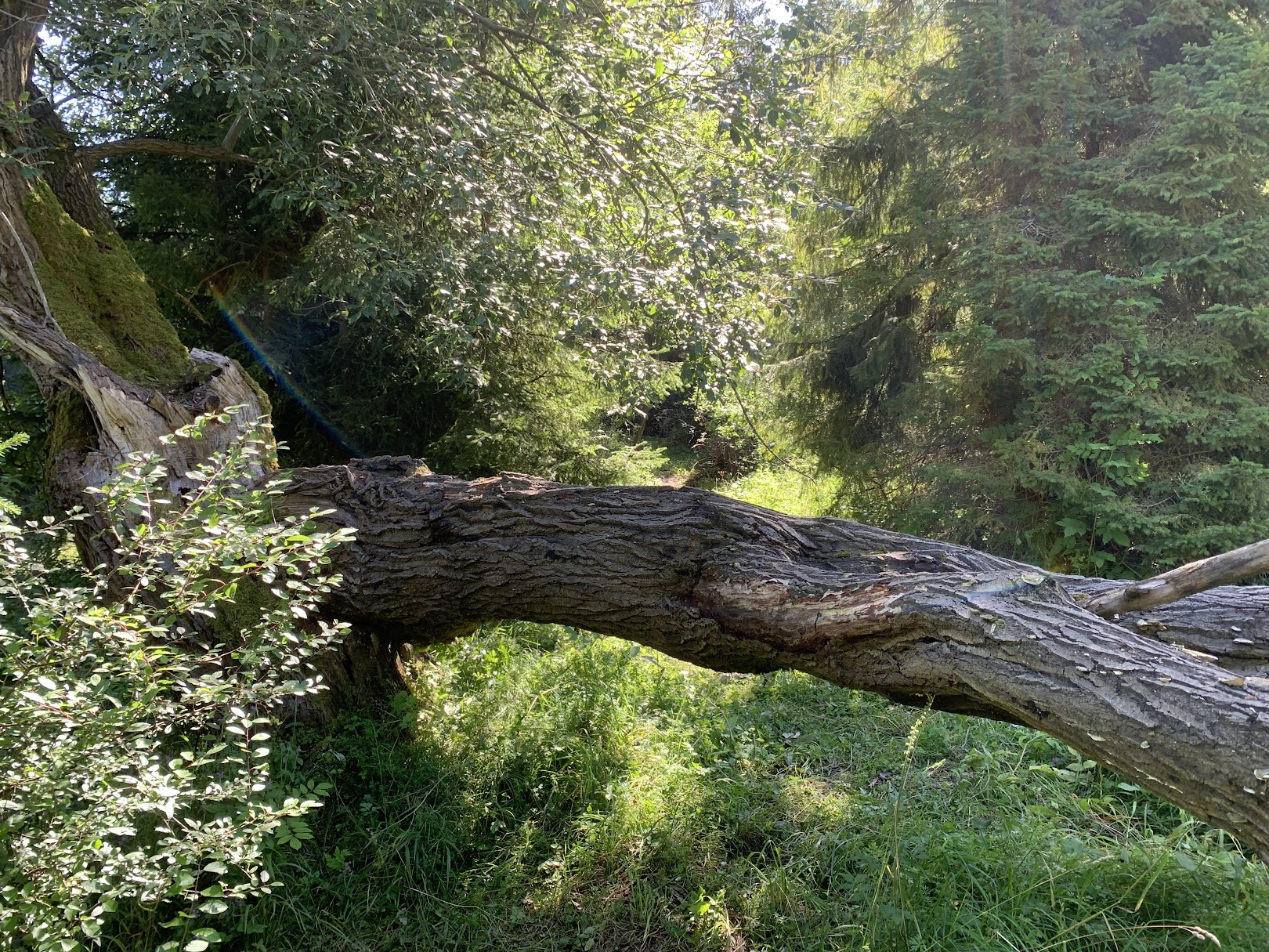 Gdzieś nad Kacwinem...