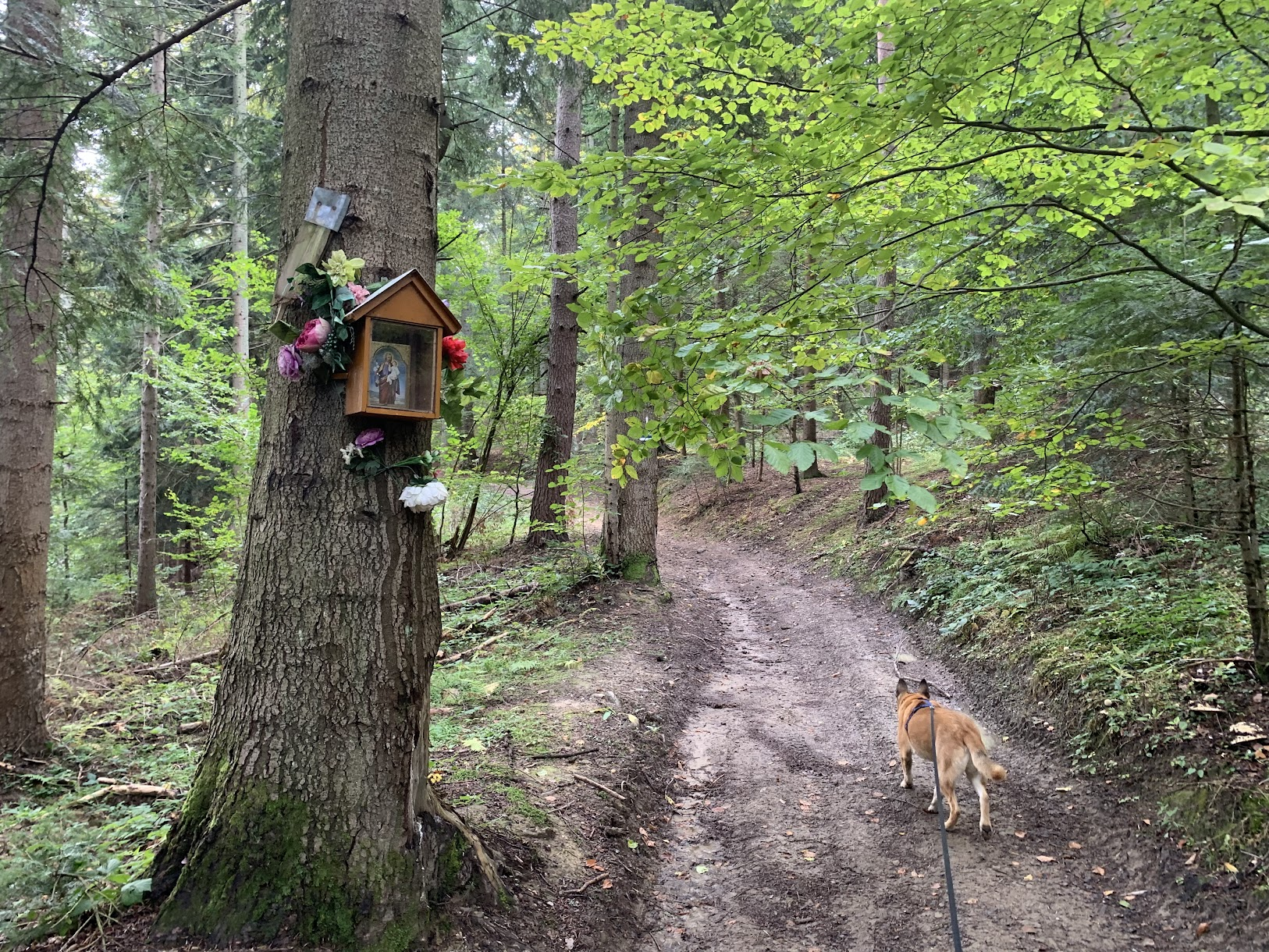 Szlak niebieski w Górach Leluchowskich. Szlak usiany kapliczkami powieszonymi na drzewach co kilkadziesiąt metrów.