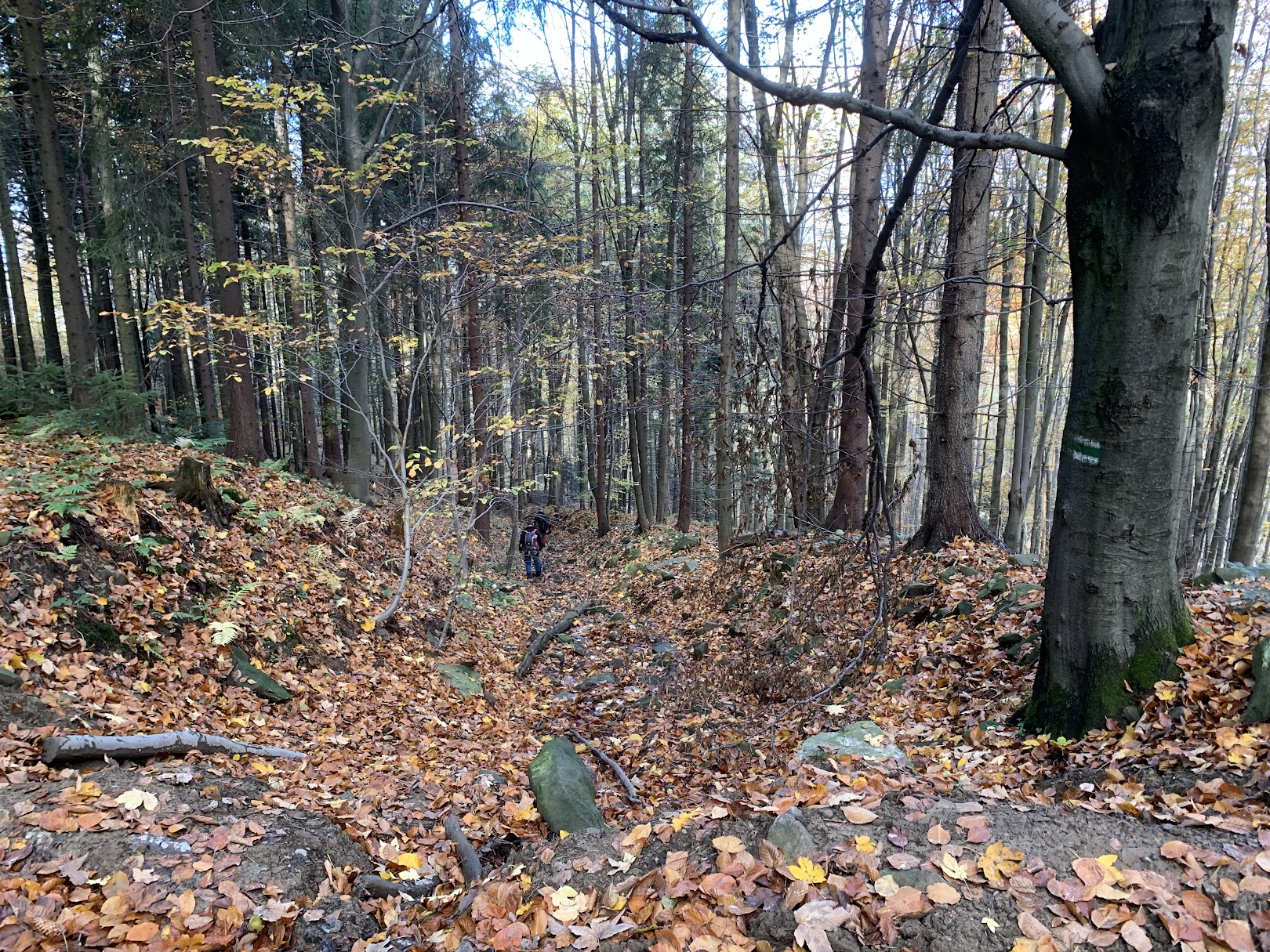 Zejście z Kotonia Zachodniego do doliny Trzebuńki