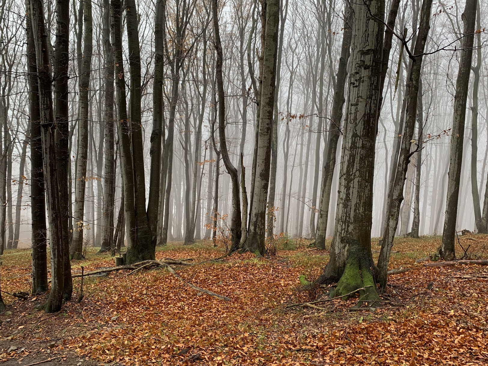 Las bukowy między Czantorią a Soszowem.