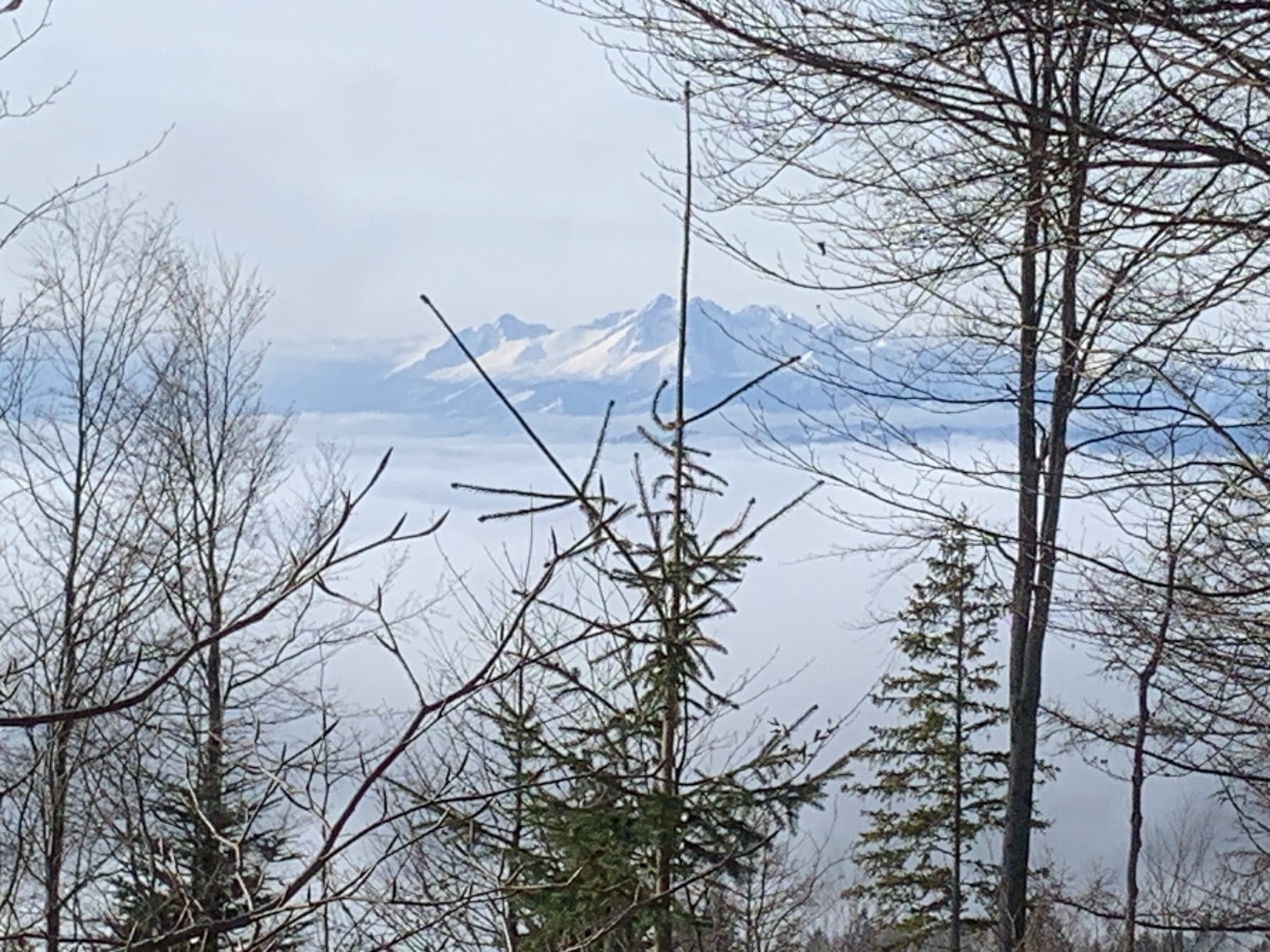 Widok na słowackie Tatry Wysokie z przecinki pod Pustą Wielką