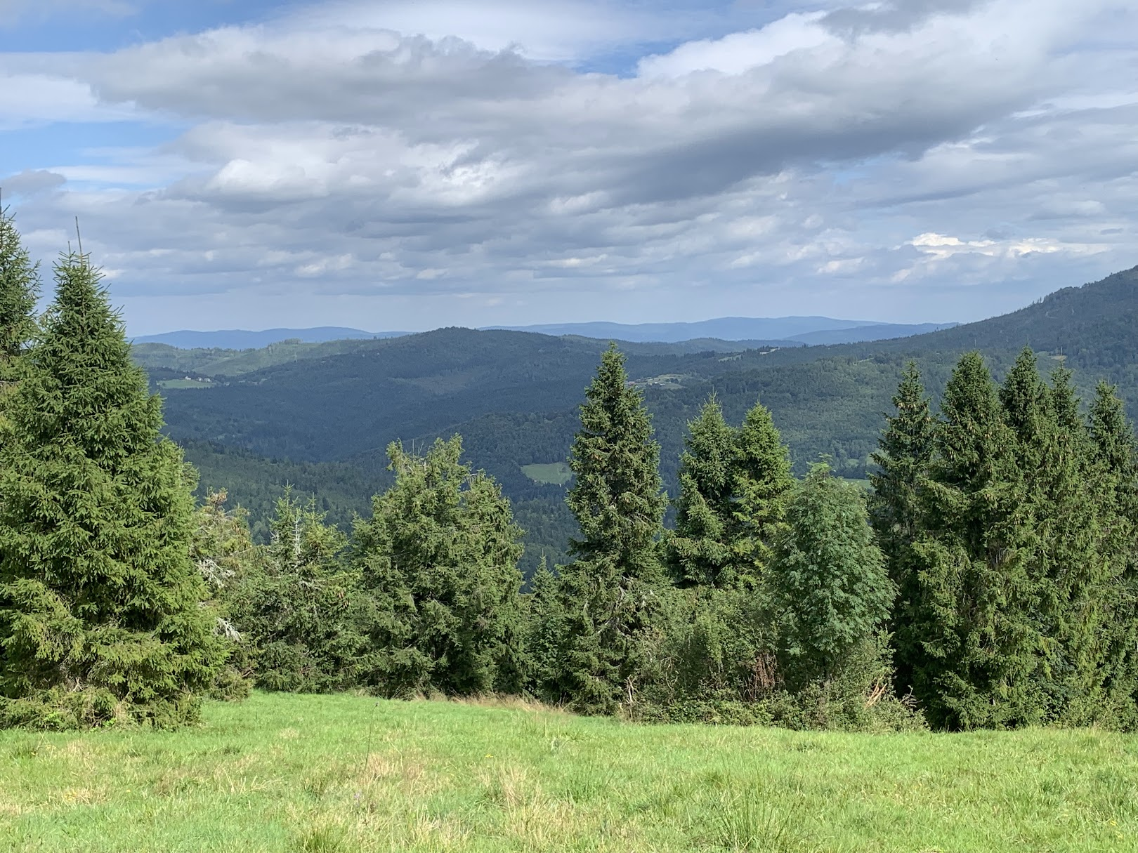 Widok z czarnego szlaku na Redykalny Wierch na północny-wschód. Na dalszym planie Beskid Mały.