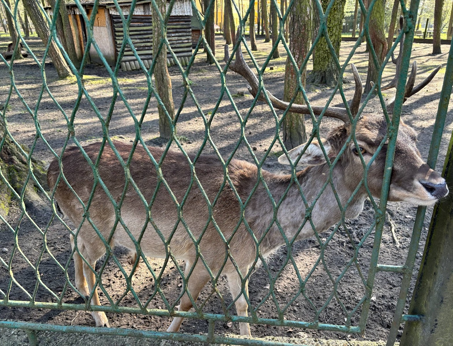 Mini Zoo w Parku Leśna