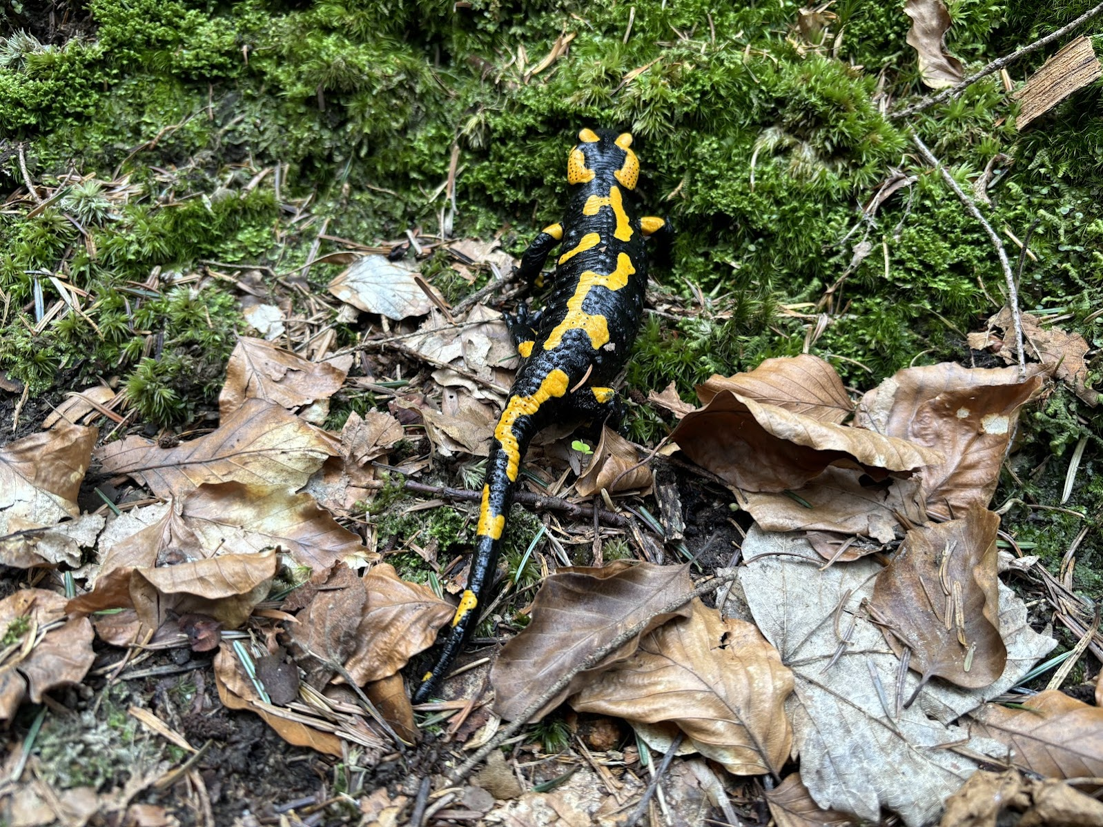 Salamandra plamista (nie jaszczurka!)