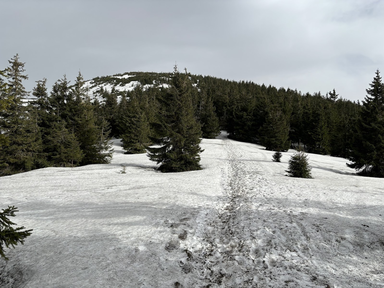 Mała Babia Góra, widoczna granica regla górnego (zamiast świerków - kosodrzewina)