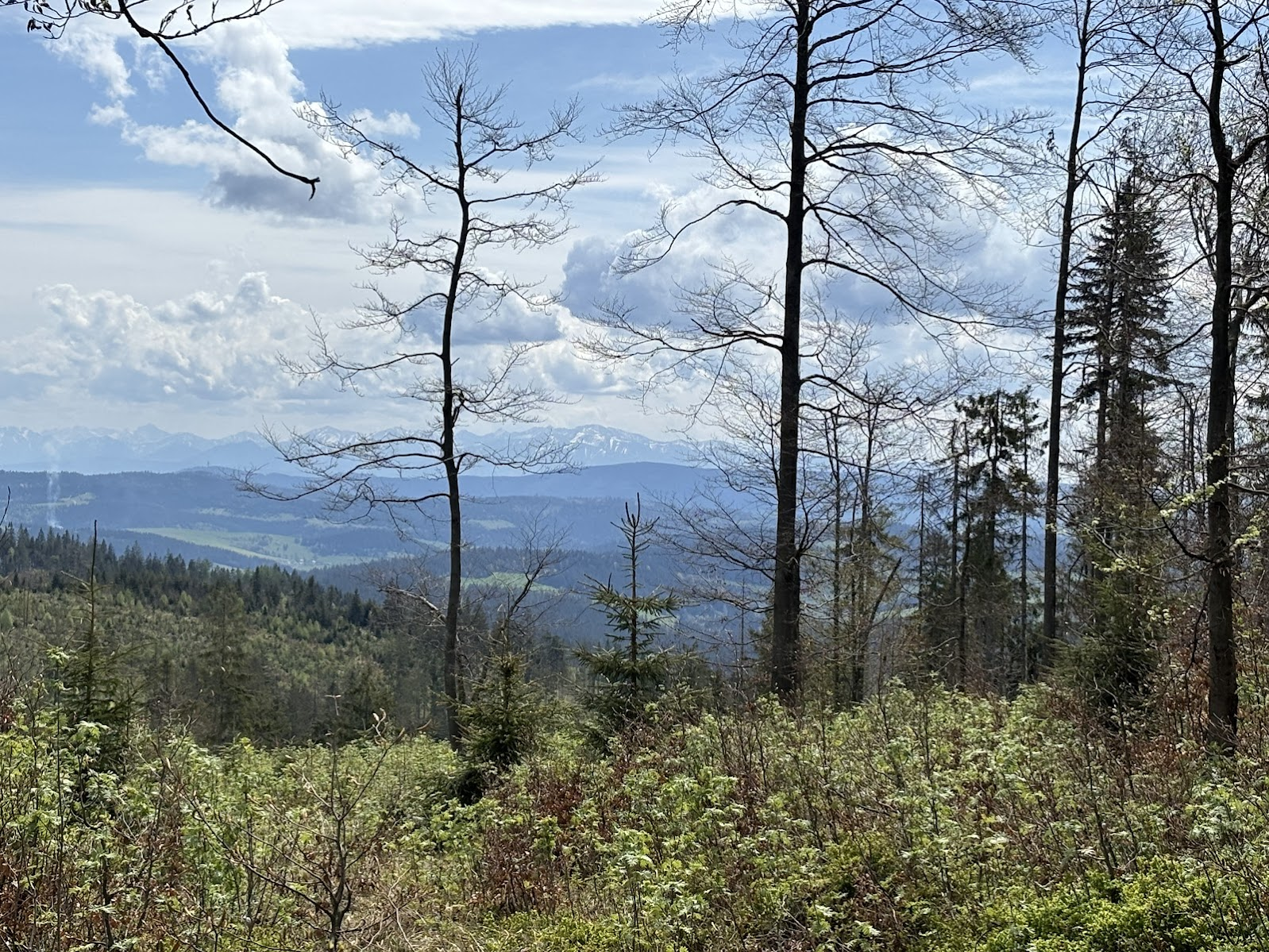 Widok na Magurę Orawską i Tatry ze szlaku pomiędzy Krawców Wierchem a Grubą Buczyną