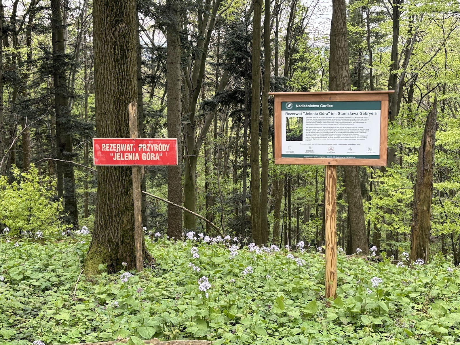 Miesięcznica trwała (fioletowe kwiatki pod tabliczkami) na granicy rezerwatu przyrody ”Jelenia Góra”