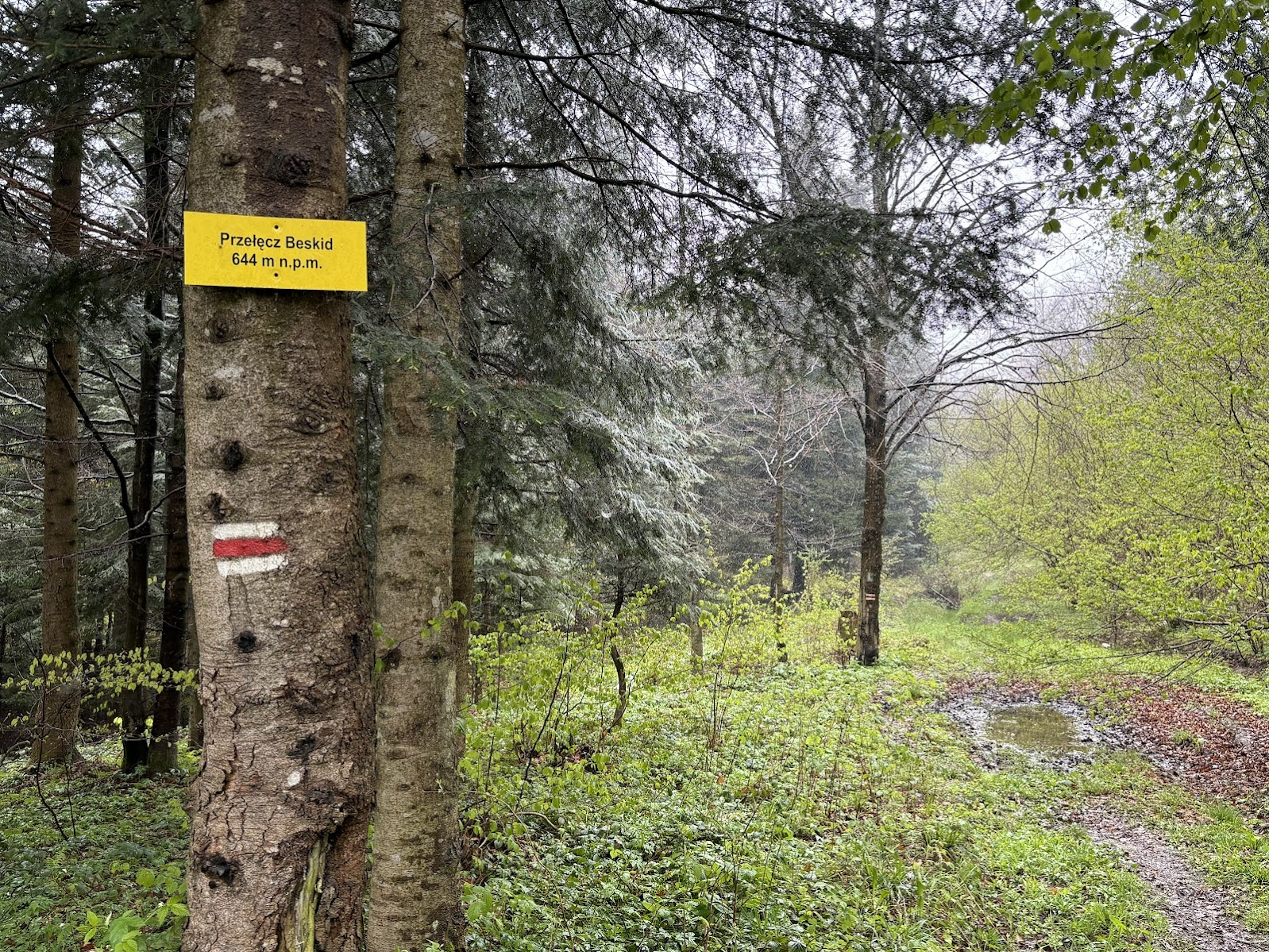 Przełęcz Beskid pod Lackową