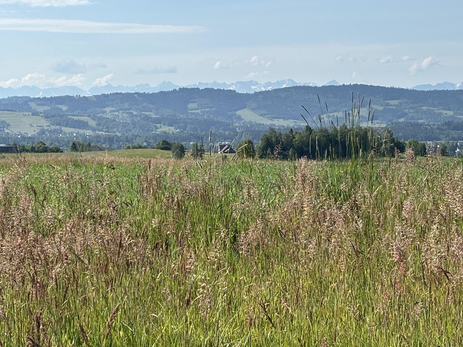 Widok z pól nad Skawą - kierunek południowo-wschodni. W tle Tatry