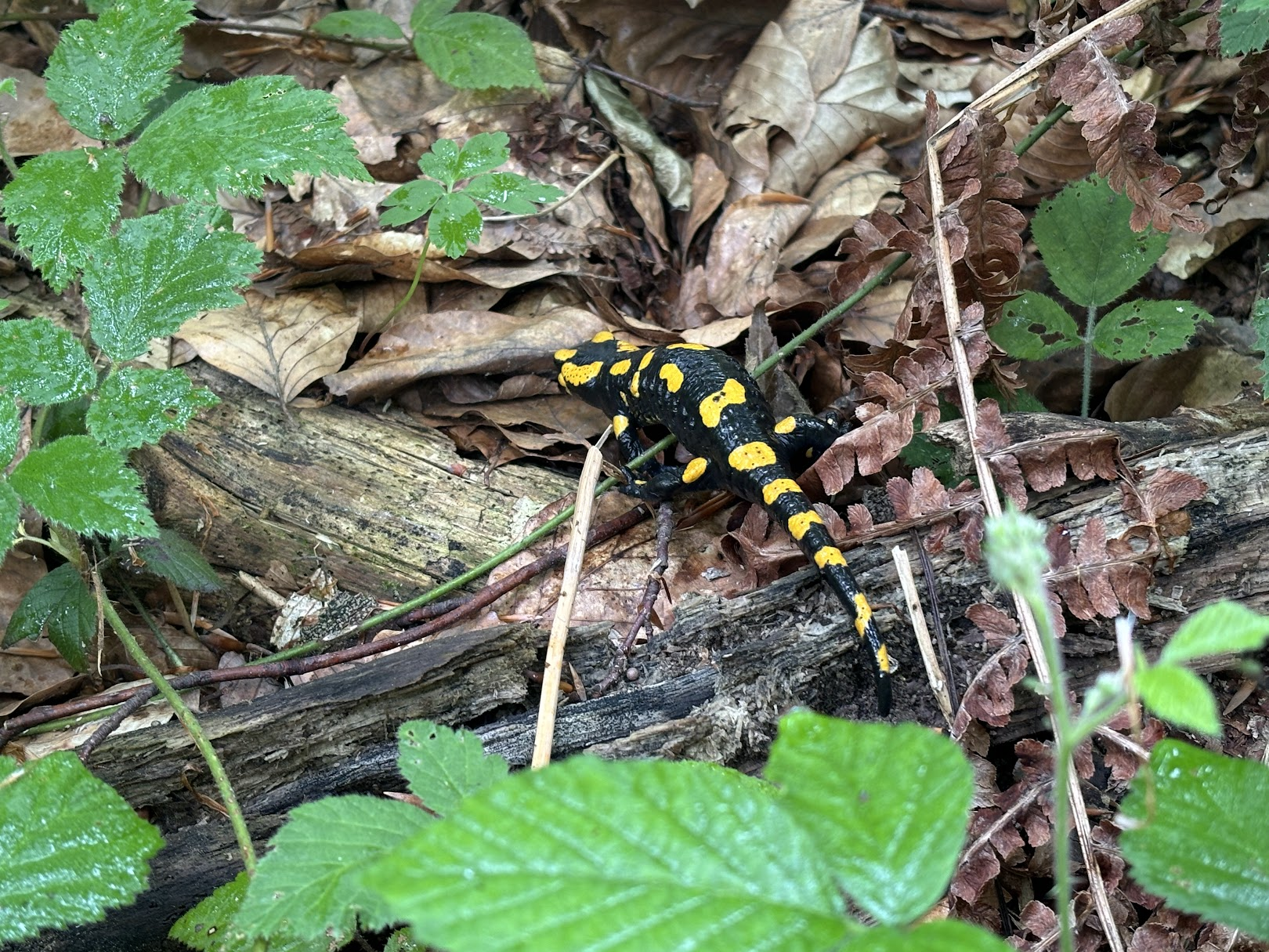 Salamandra plamista