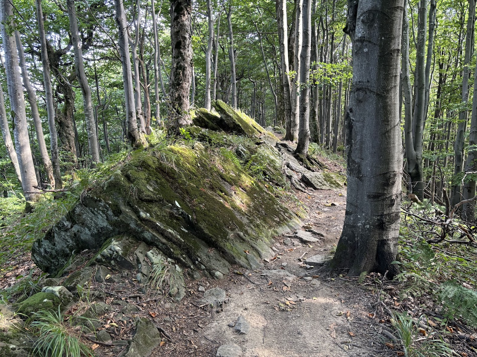 Fragment Wielkiego Działu, pod szczytem Jaworne (992m n.p.m.)