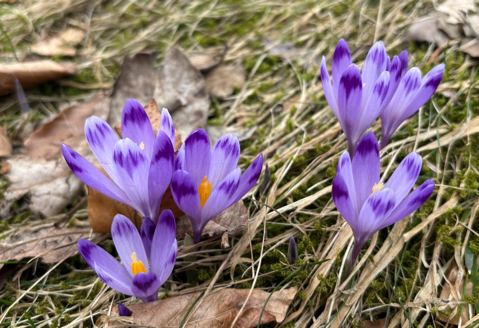 Krokusy w Beskidzie Wyspowym. (Ł)O(!)gorzała, (Ł)Ostra i Łostówka w żenującym żarcie przewodnika.