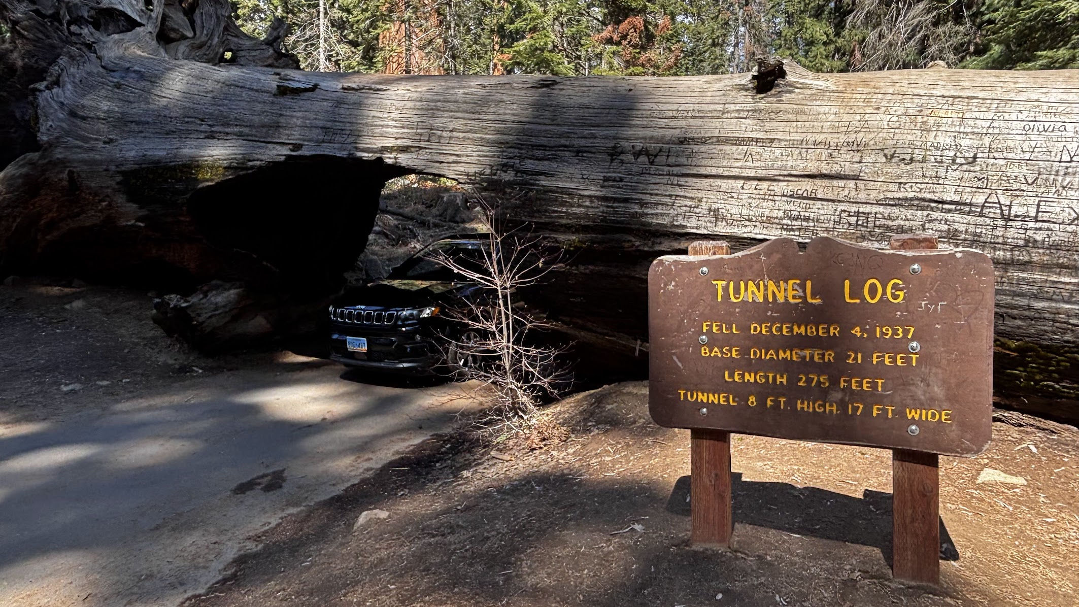 Tunnel Log - Sequoia National Park, CA