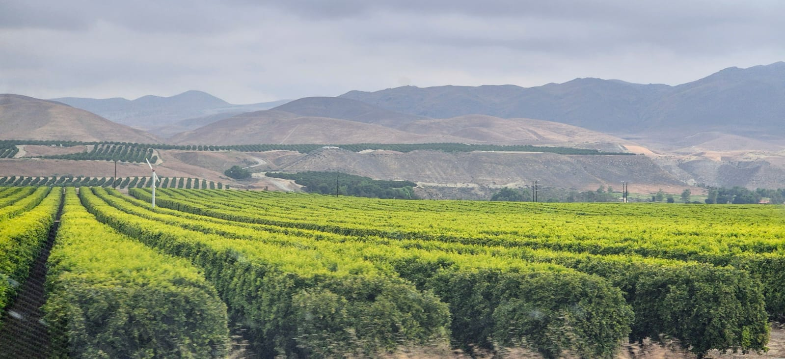 Orchards near Bakersfield, California