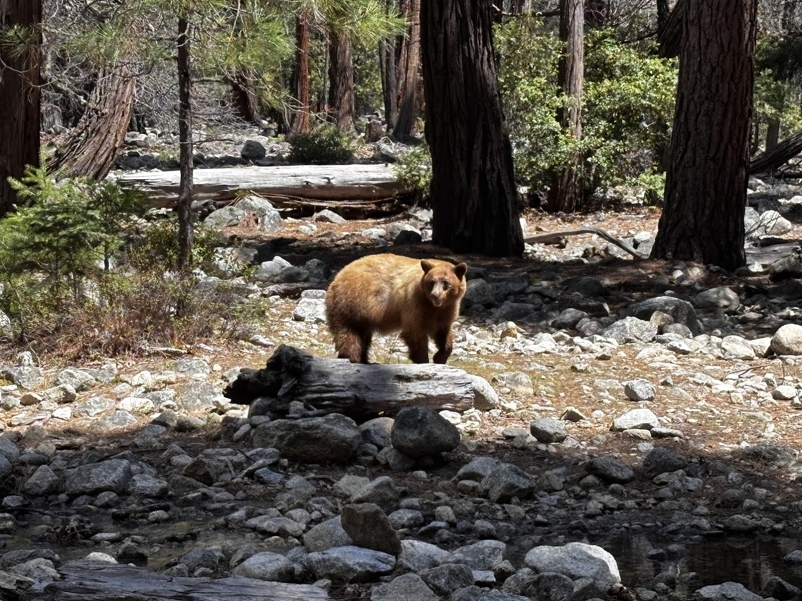 Bear near Yosemite Fall - Yosemite National Park, CA