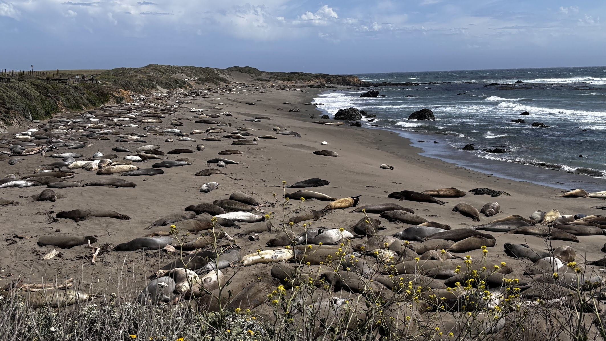 Elephant seals - Pacific Coast Highway, CA