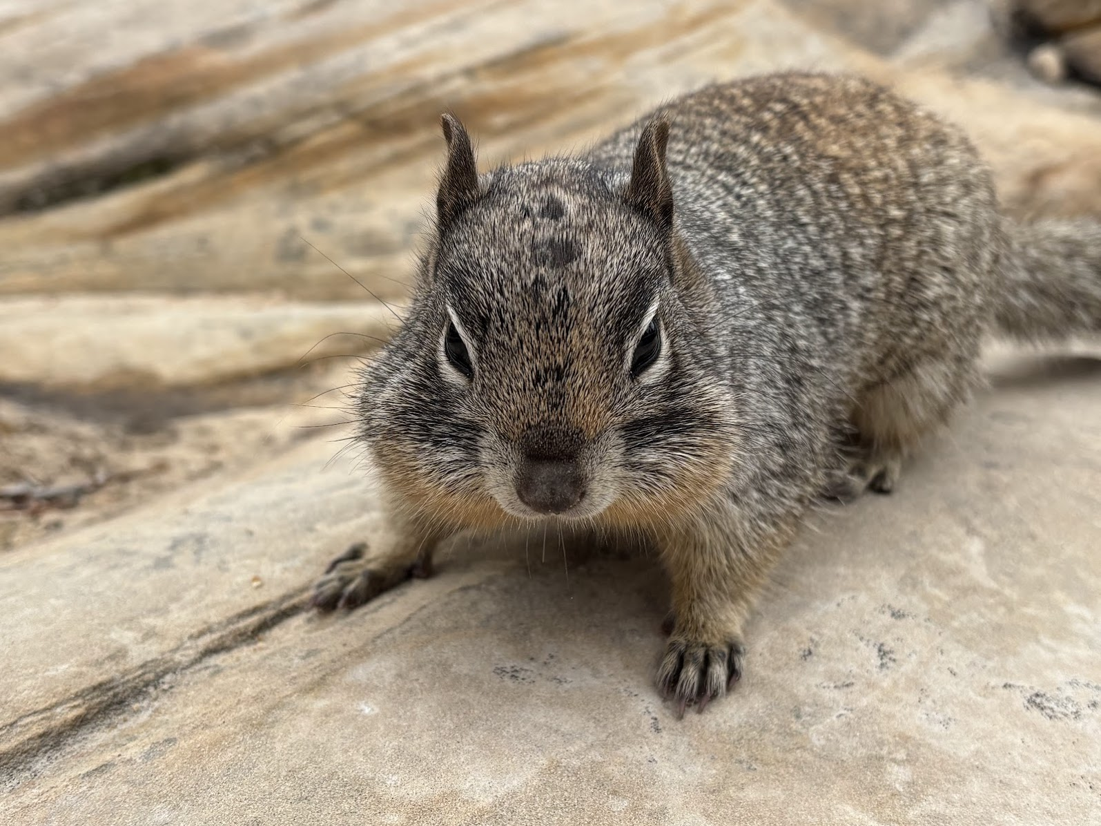 Ground squirrel