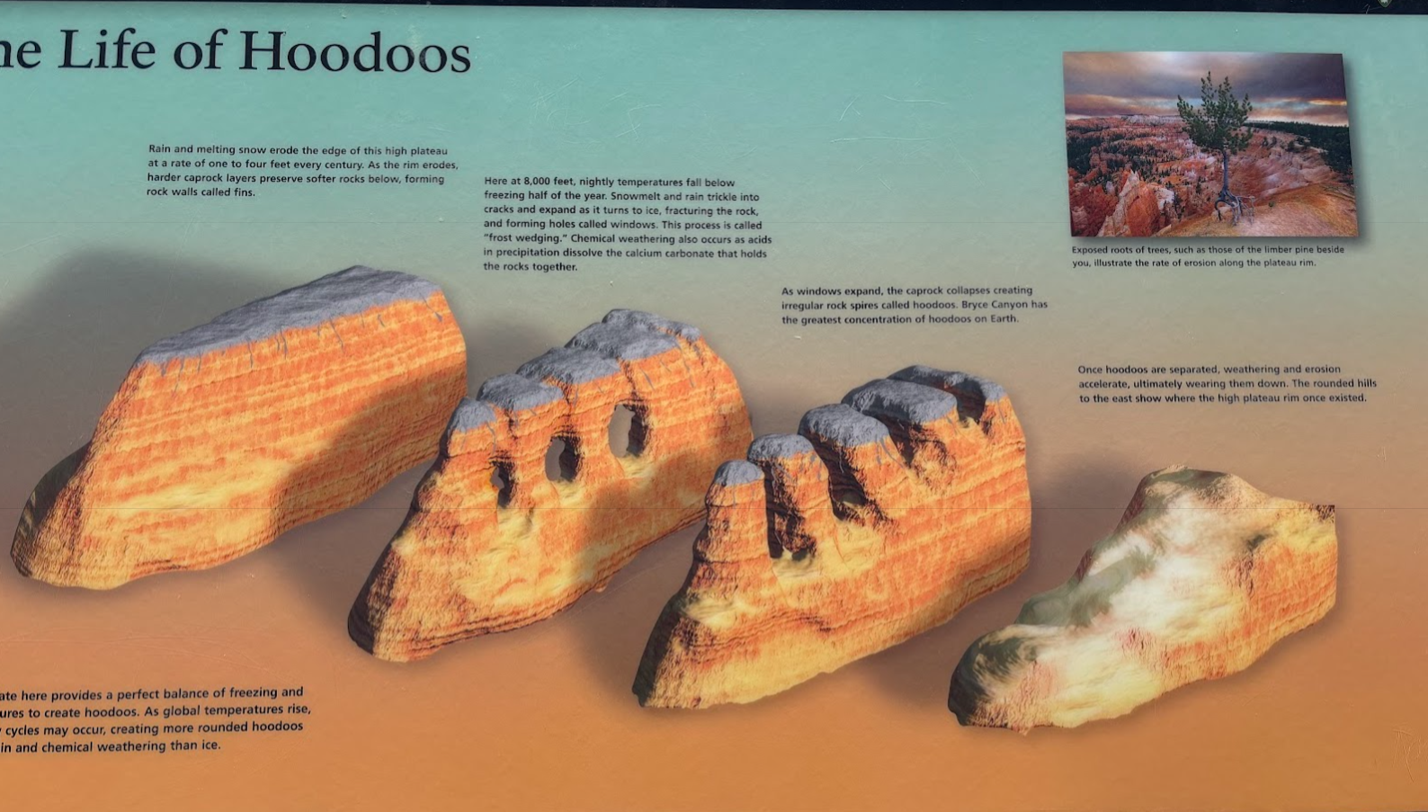 The Life of Hoodoos