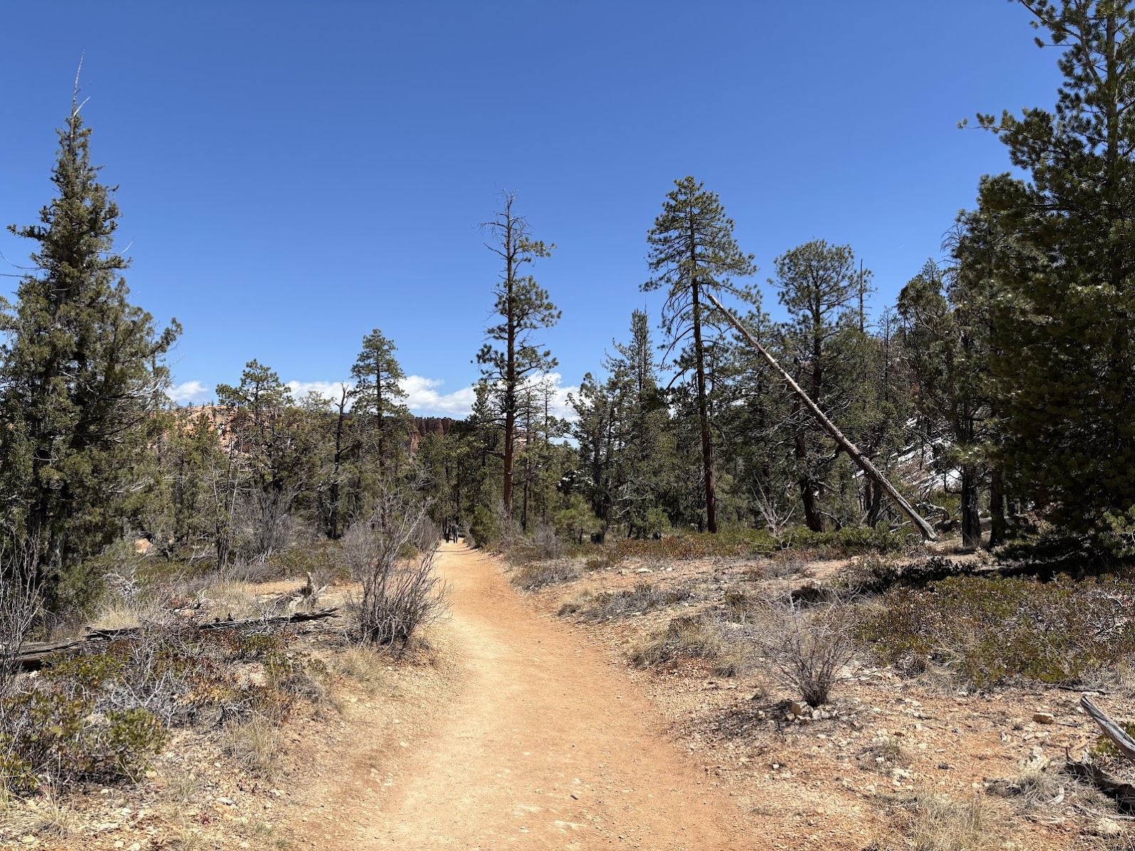 The bottom of Bryce Canyon National Park