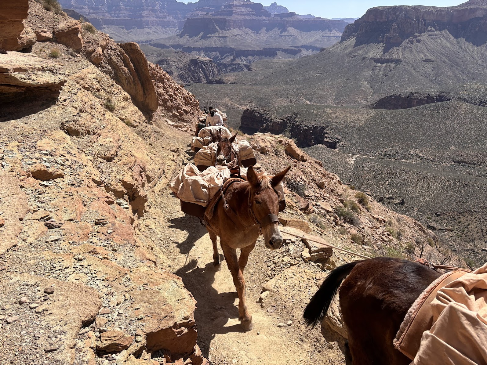 Mules train on South Kaibab Trail