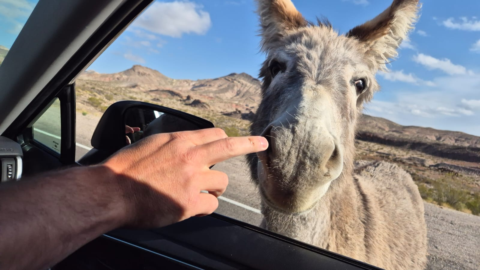 Wild donkey on the road from Beatty, NV to Death Valley, CA