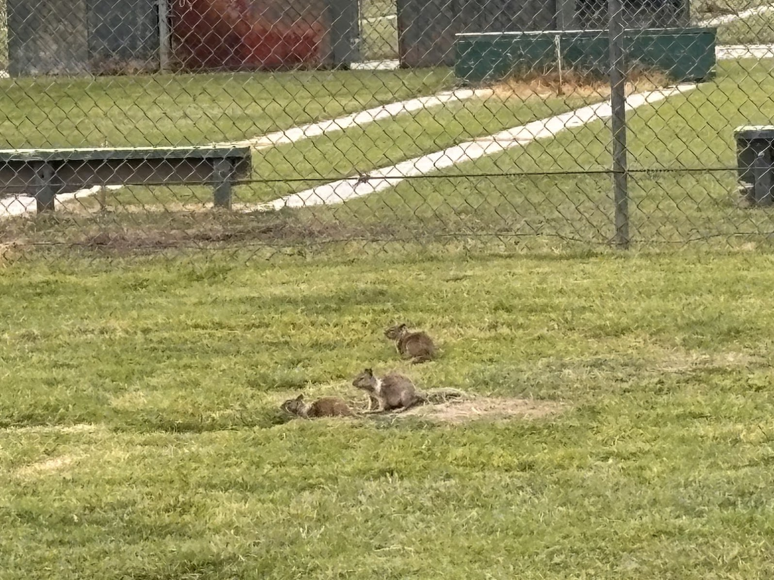 Prairie dogs in Bakersfield, CA