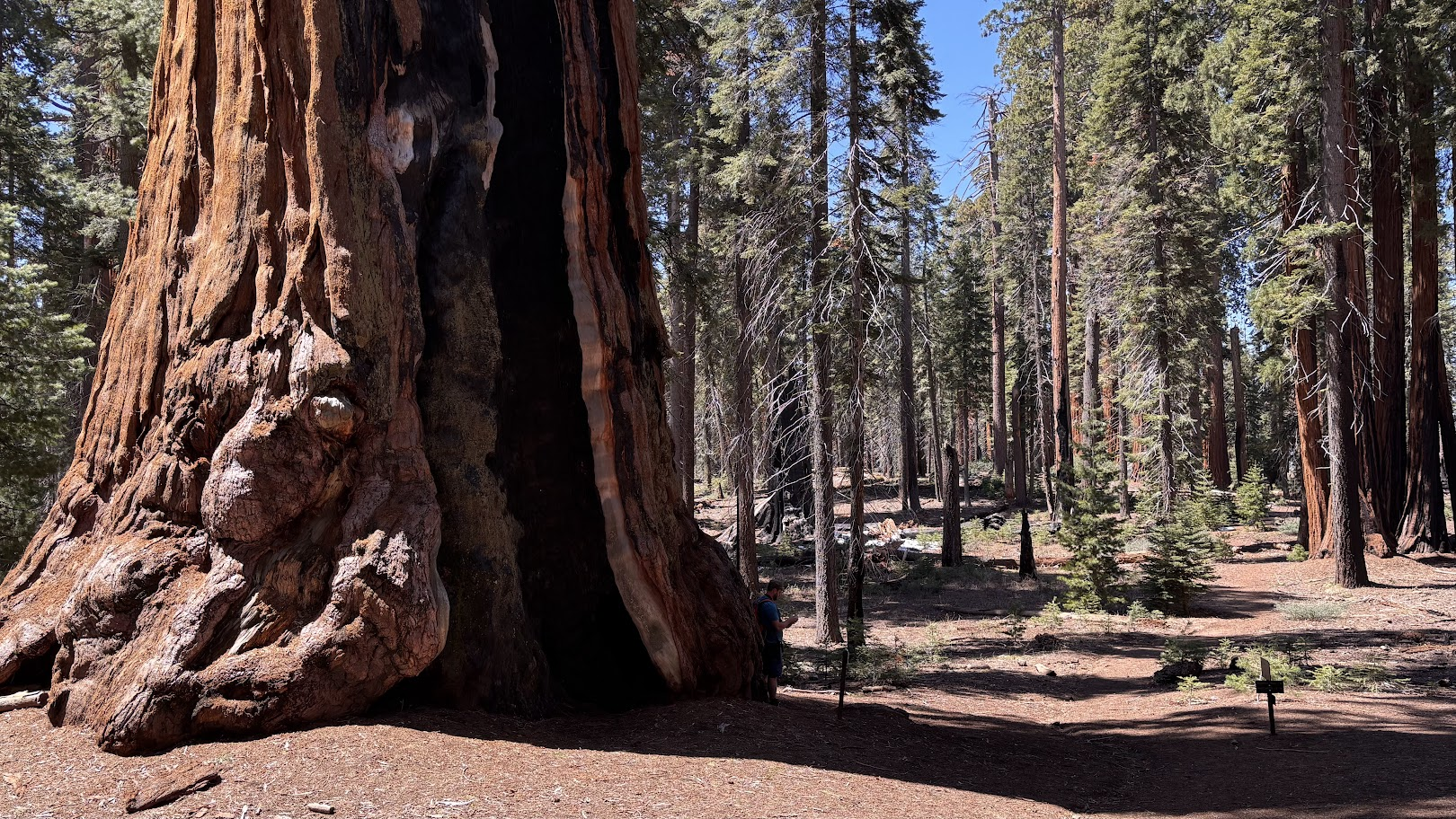 A sequoia and ’normal’ trees