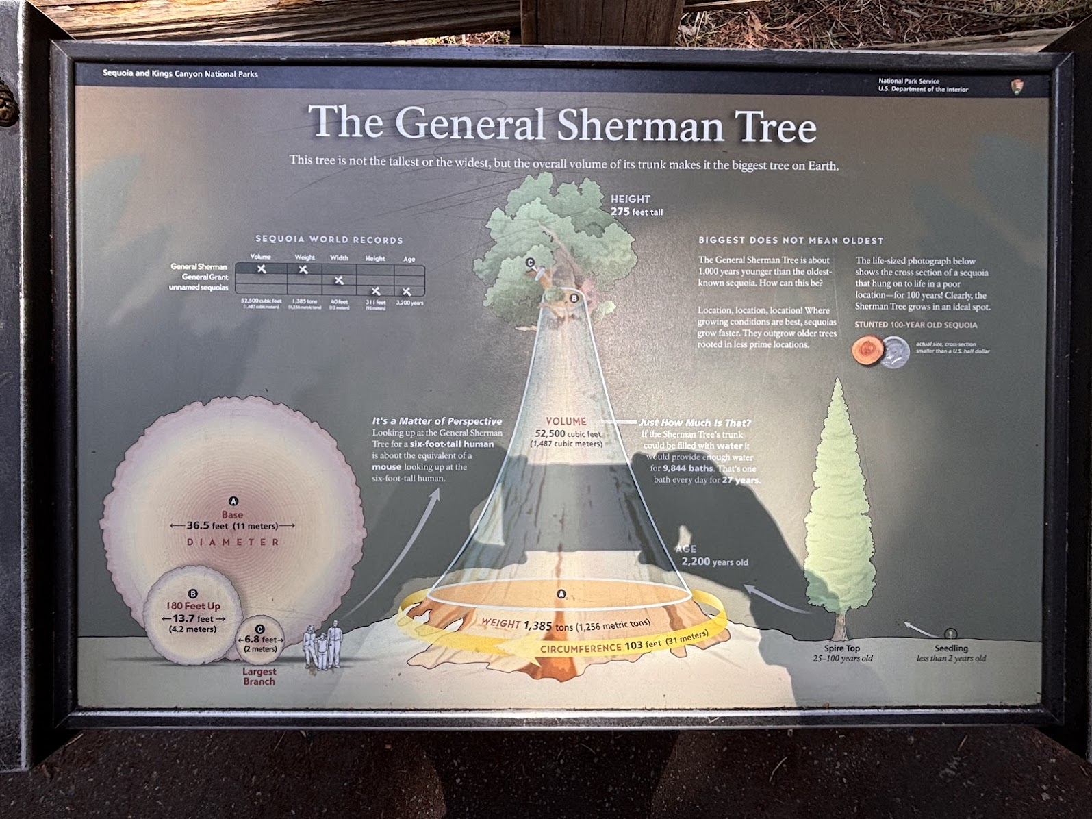 The largest tree on Earth - General Sherman