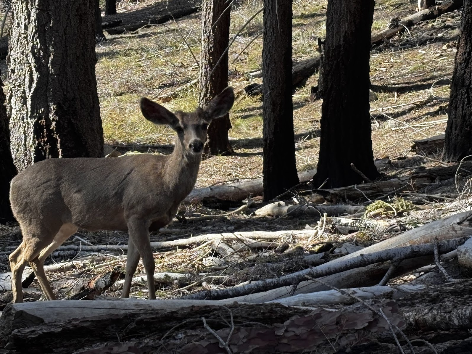 Deer in Sequoia National Park