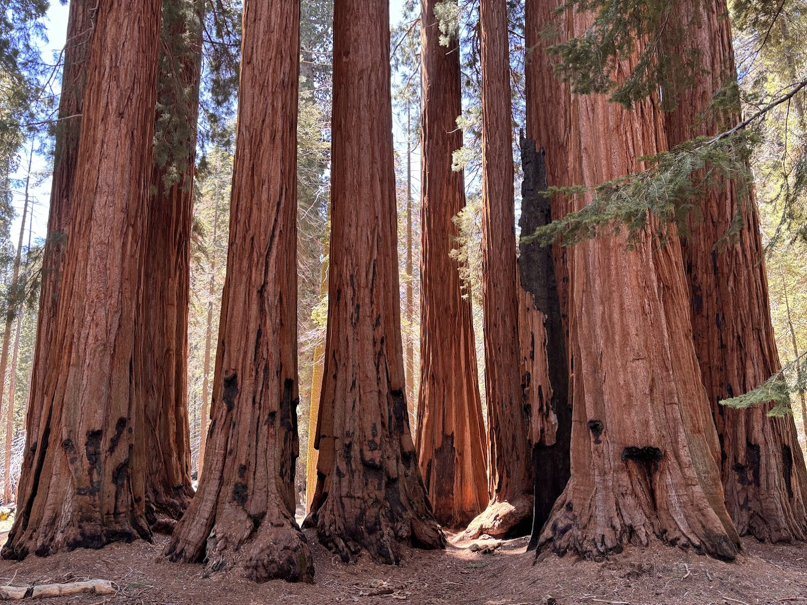 Majestic sequoias