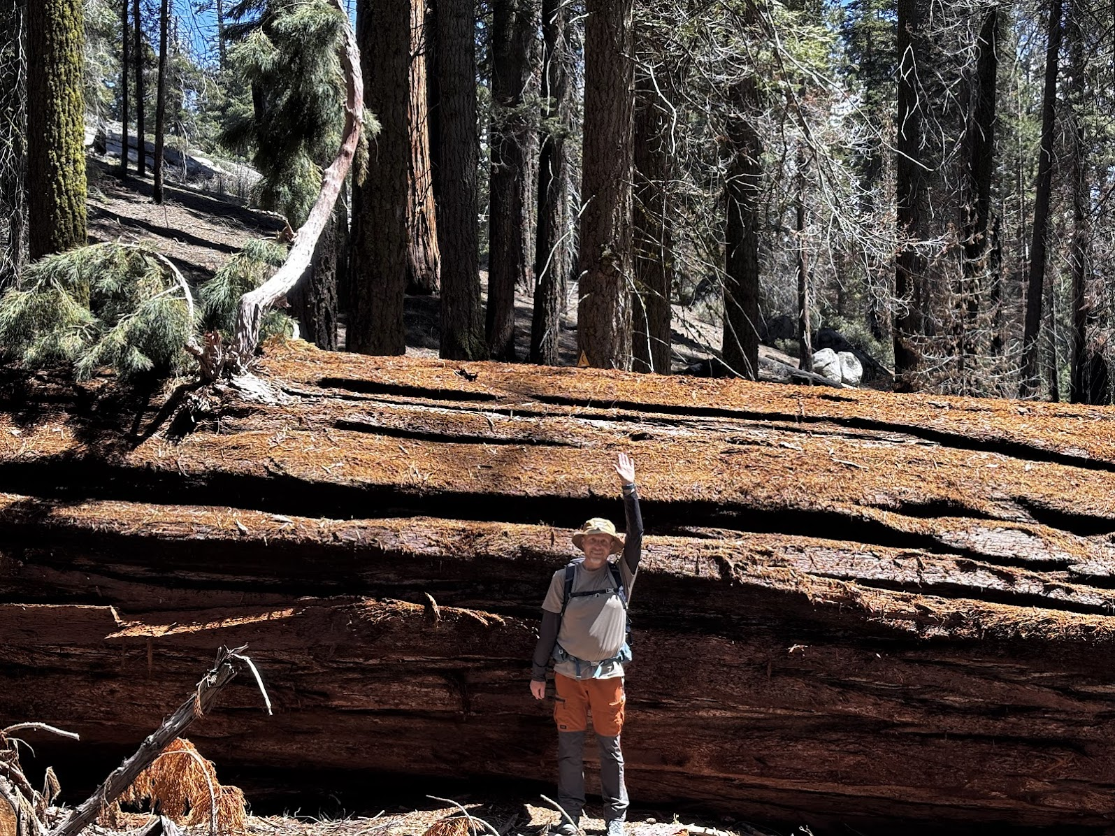 A small fallen sequoia (I am 175cm tall)