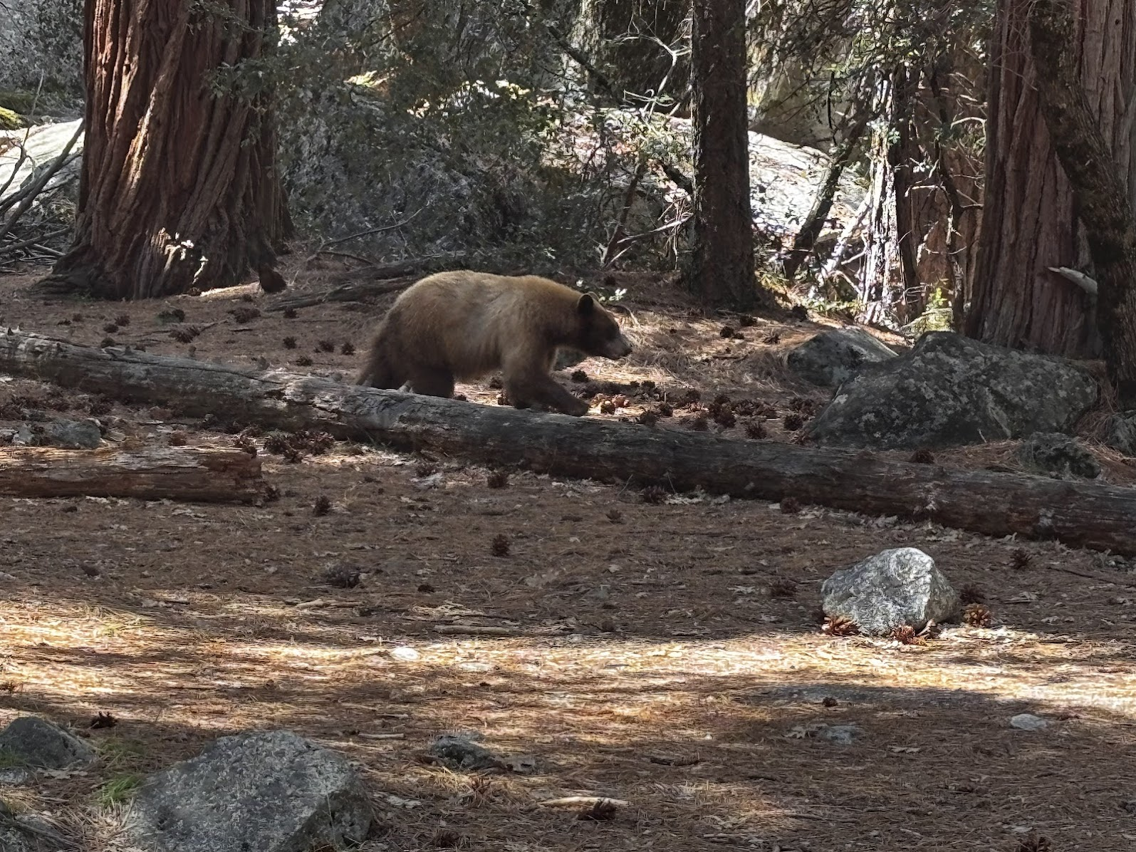 Black bear near Yosemite Falls