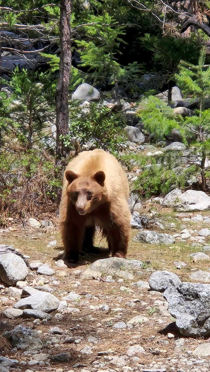 A full zoom photo (by Agnieszka). The bear was about 50m from the trail