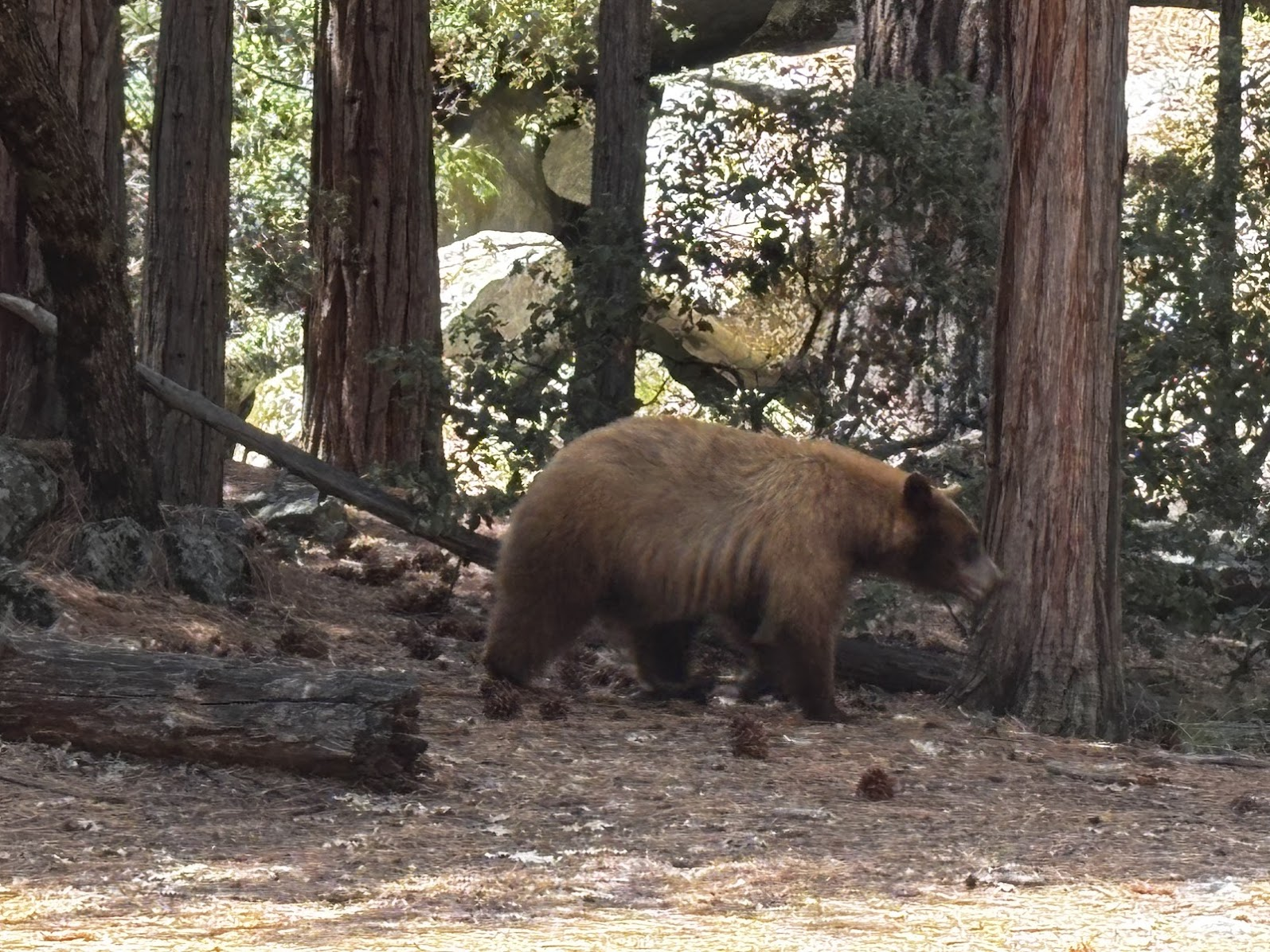Black bear near Yosemite Falls