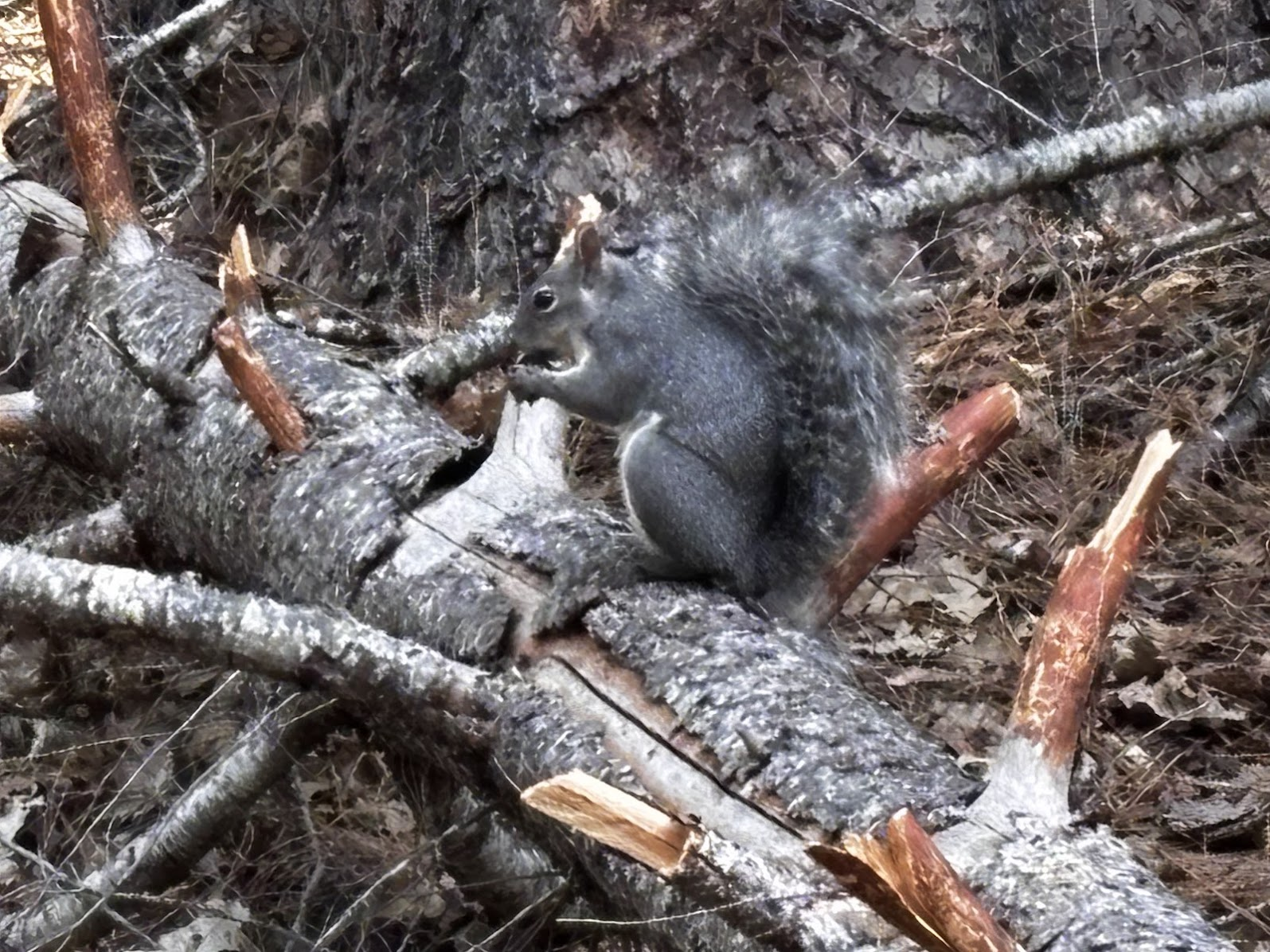 Western grey squirrel. Photo by Agnieszka