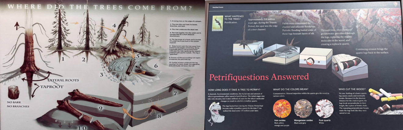 ’Petrifiquestions’