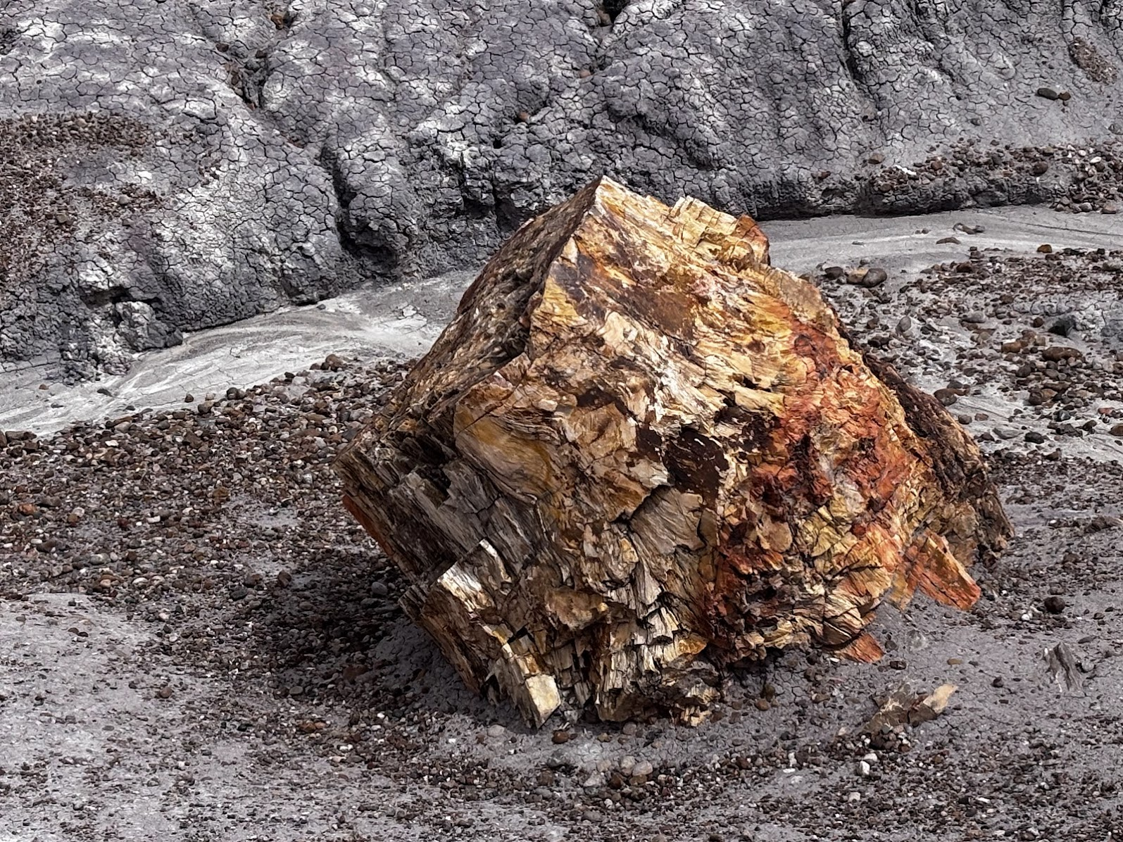 Petrified tree chunk - Blue Mesa Trail
