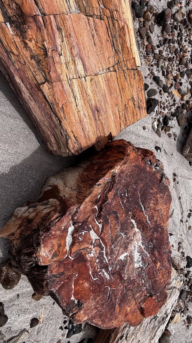 Petrified tree chunk - Blue Mesa Trail