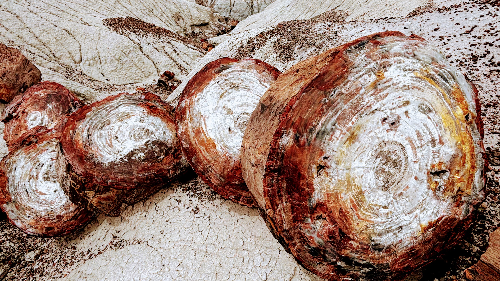 Petrified log - Crystal Forest Trail