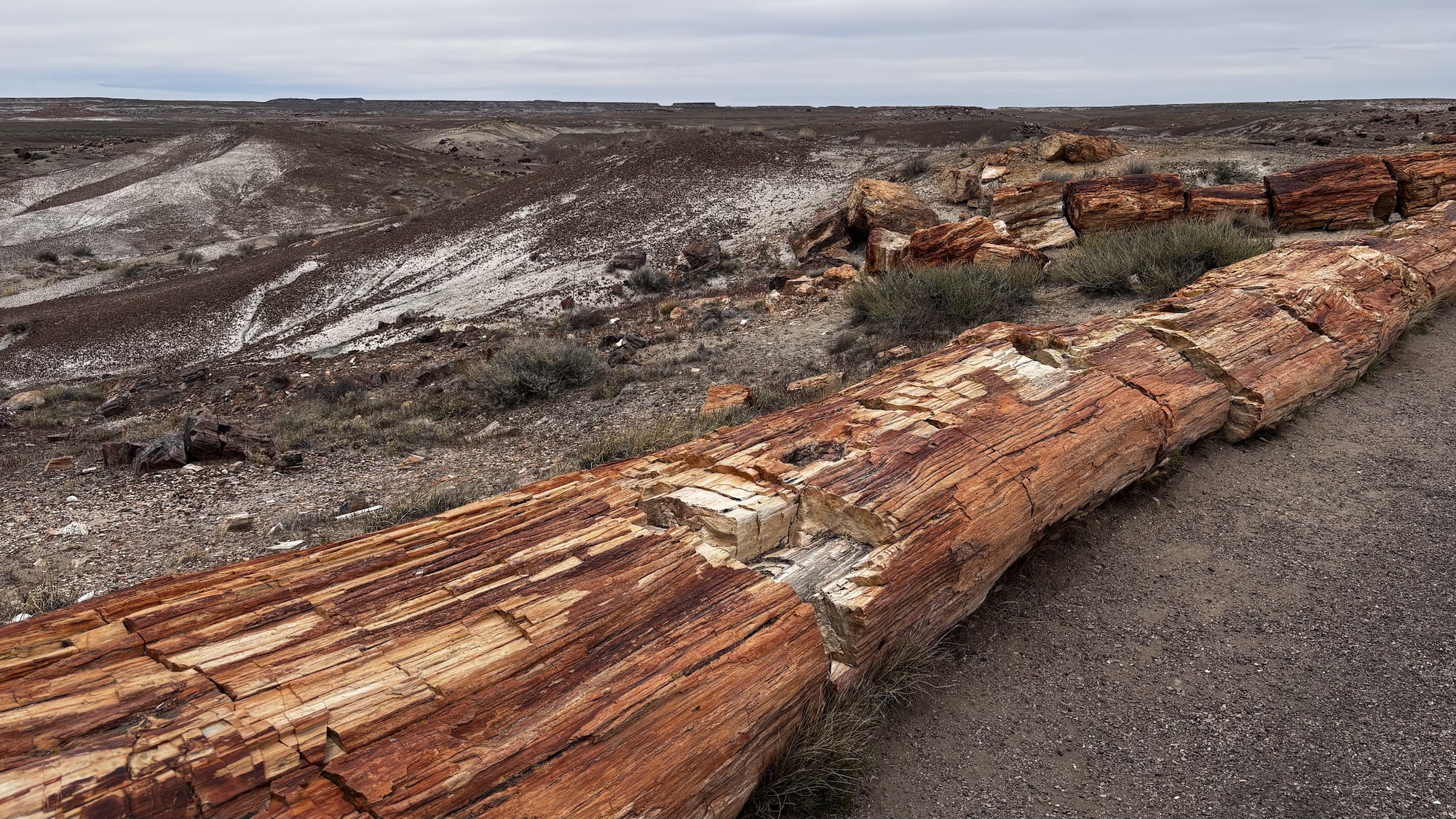 Petrified log - Crystal Forest Trail