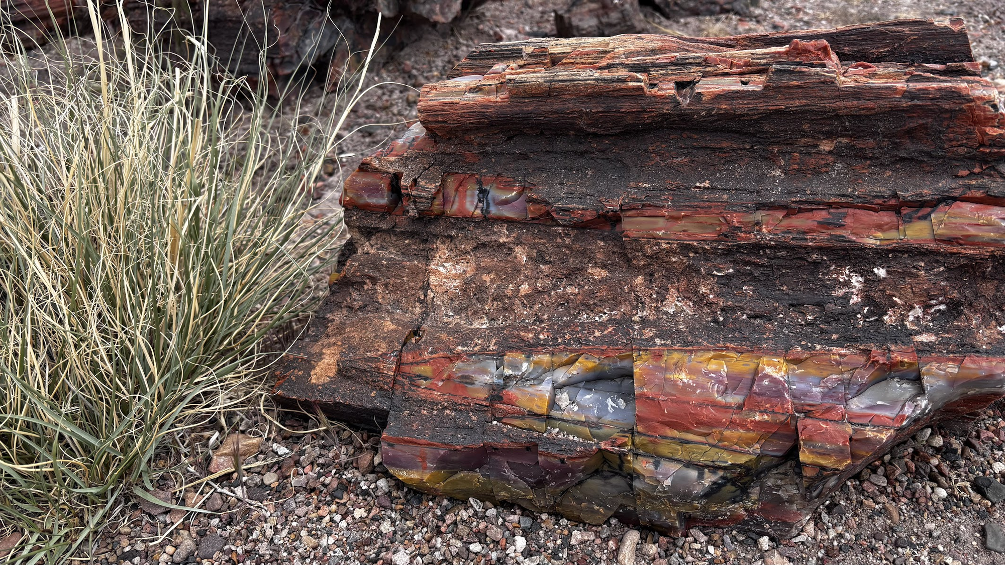 Petrified tree chunk - near Rainbow Forest Visitor Center