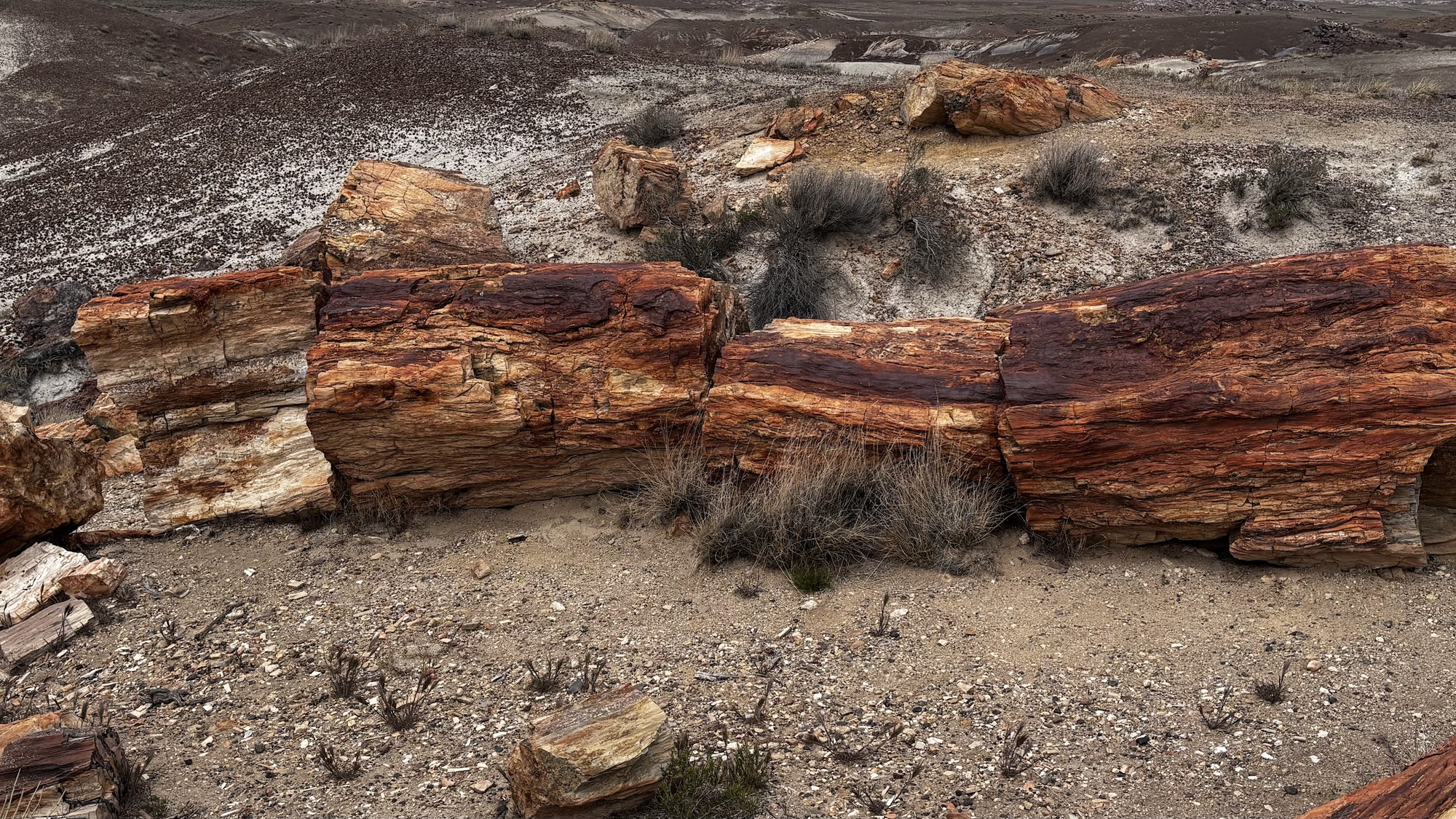 Petrified log - Crystal Forest Trail