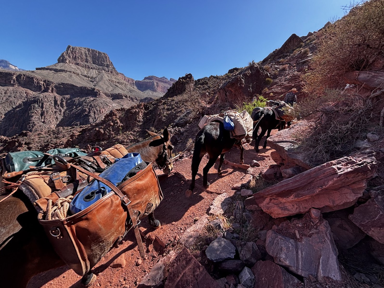 9:47m (8.9km & 1200m down); passing a train of mules (they have always priority of passage over hikers)