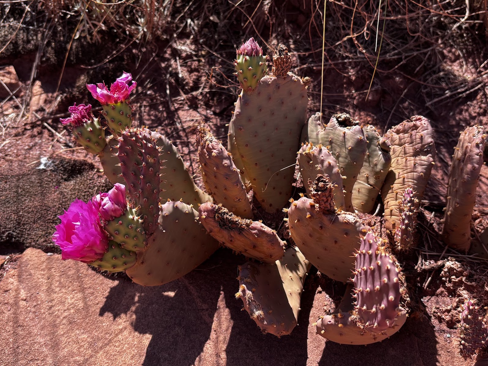 12:03pm (13.1km & 1130m up left); there’s life in the canyon - opuntia