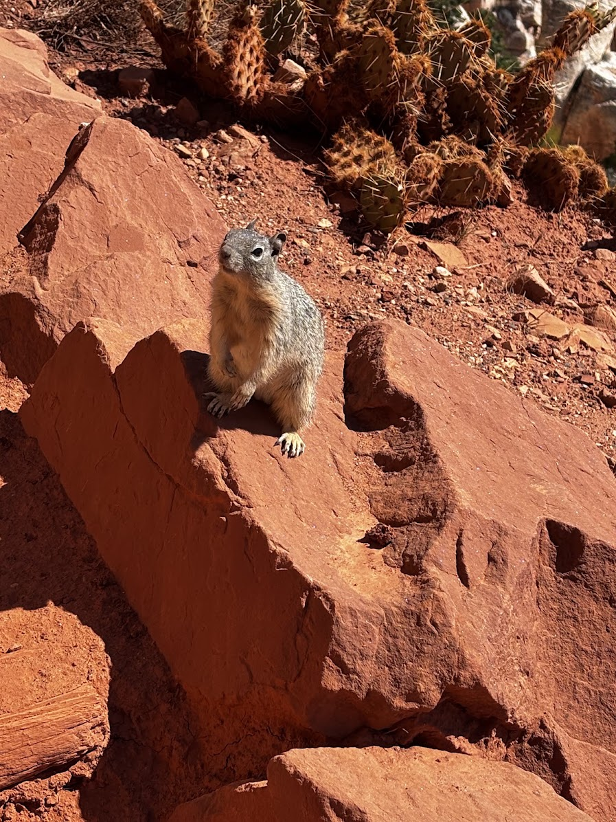 3:09 (location same as above); canyon squirrels try to beg for nuts