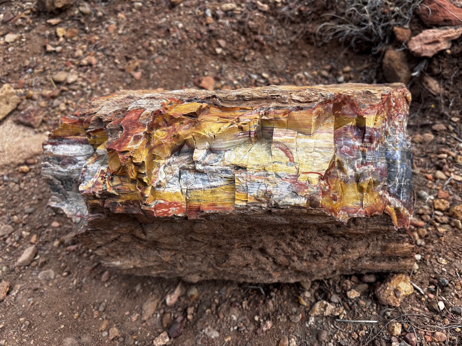 Petrified wood at Escalante Petrified Forest State Park