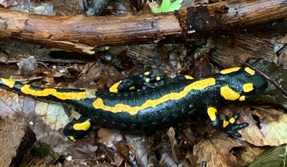 Fire Salamander in Beskid Niski, Poland