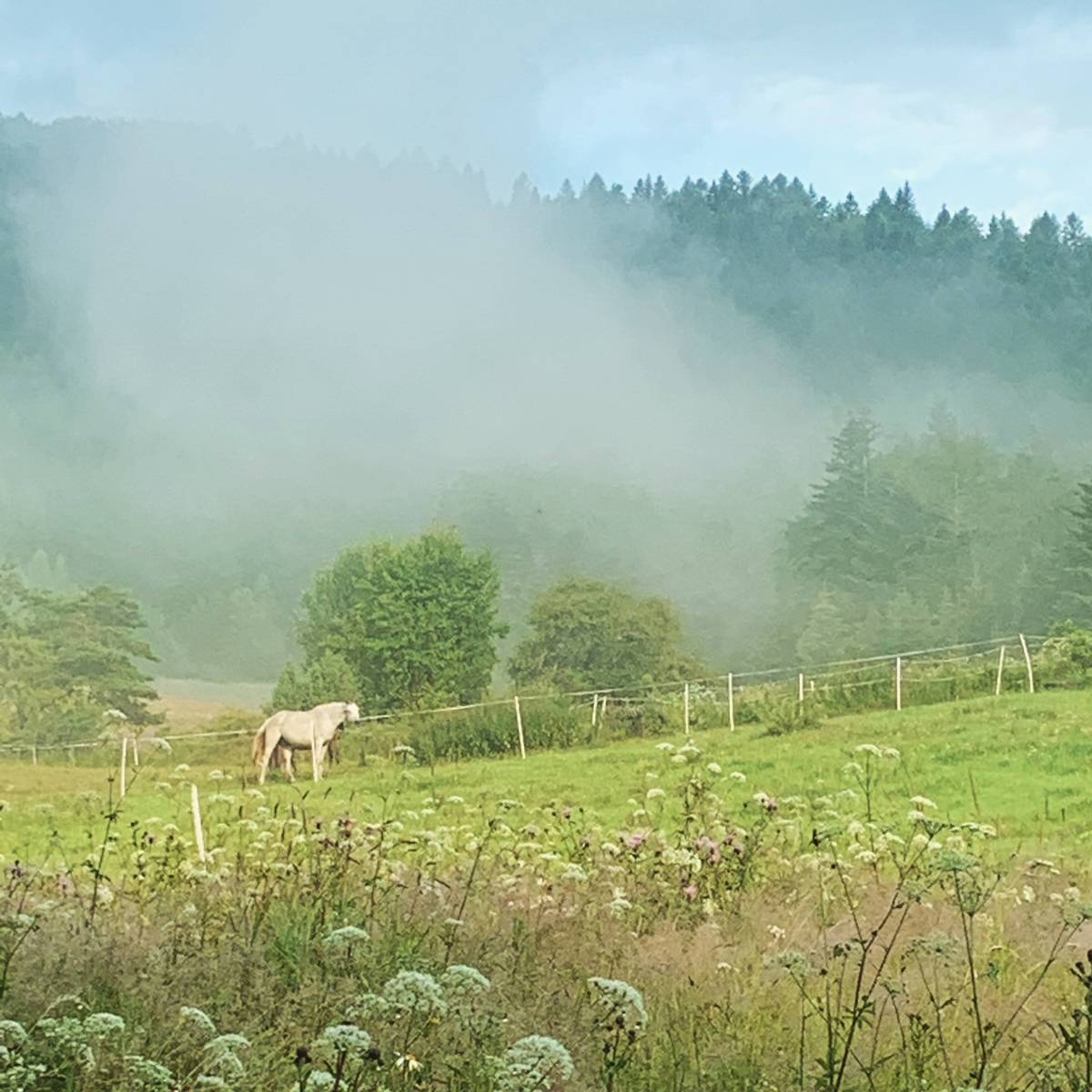 A horse in morning mist, Beskid Niski mts, Poland
