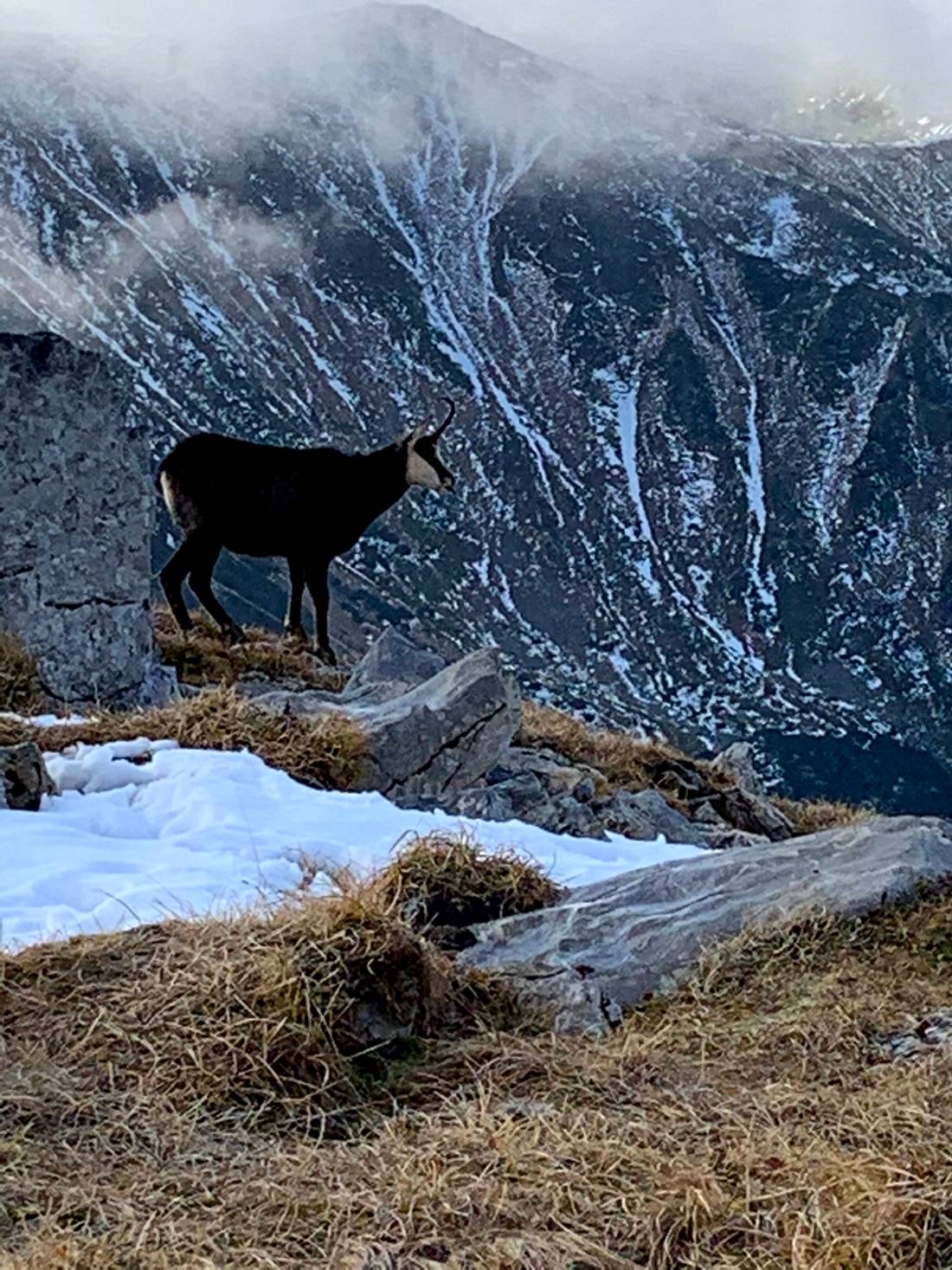 A mountain goat at Czerwone Wierchy, the Tatras, Poland/Slovakia